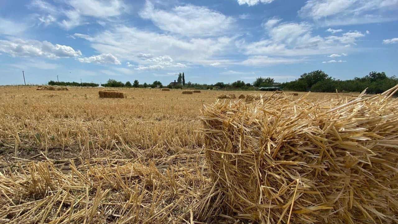 Натисни щоб дізнатись більше про: Окупанти вивозять врожай із Запорізької області: як це шкодить економіці України