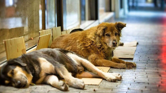 безпритульні тварини окупація