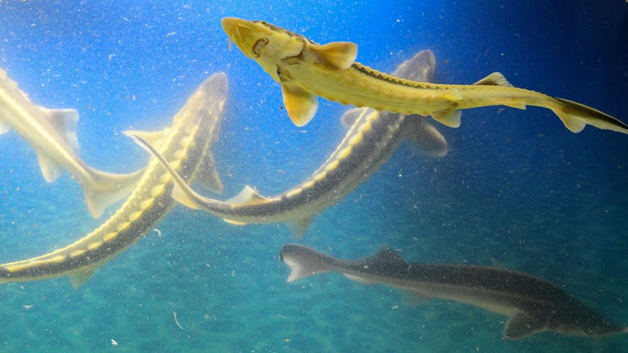 осетр "руський осетр" Азовське море