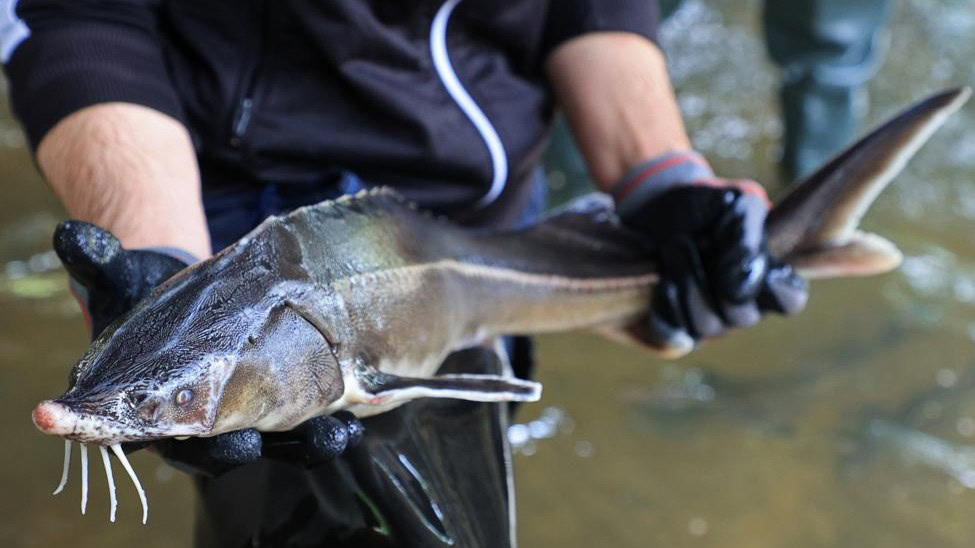 Натисни щоб дізнатись більше про: Нові напрямки пограбунку Азовського моря російськими окупантами: осетрові породи