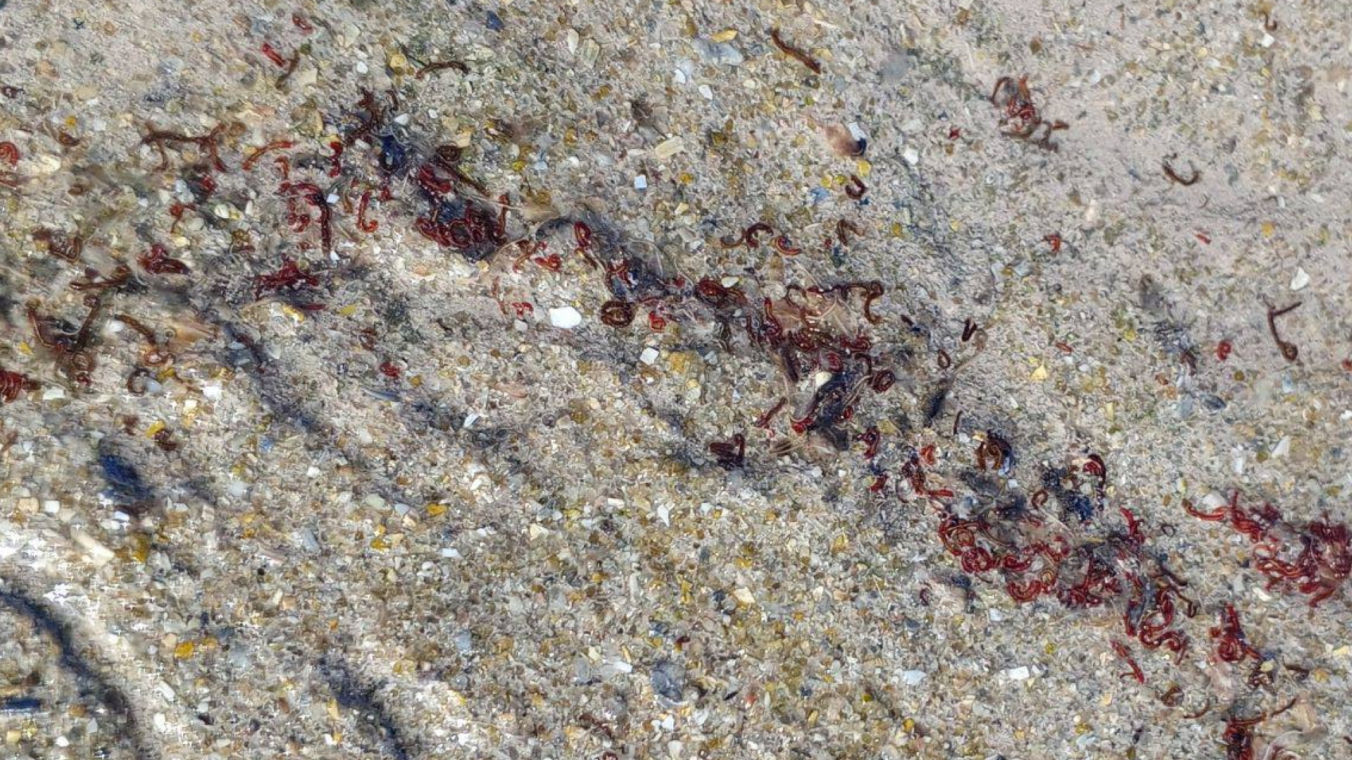 Хірономіди