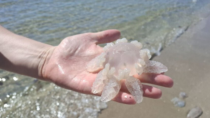 Медуза - корнерот