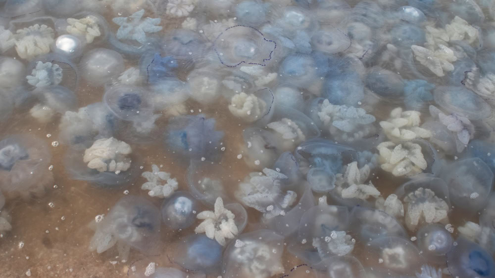 Азовське море, медузи, корнерот